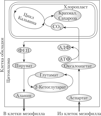 ������� �������� ���� ����������� � ������� �������� � �-�������� ������������ ���� (������ ���-������������)